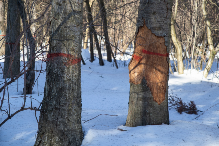 ​В Ижевске проведут мероприятия по оздоровлению Тимирязевского леса.