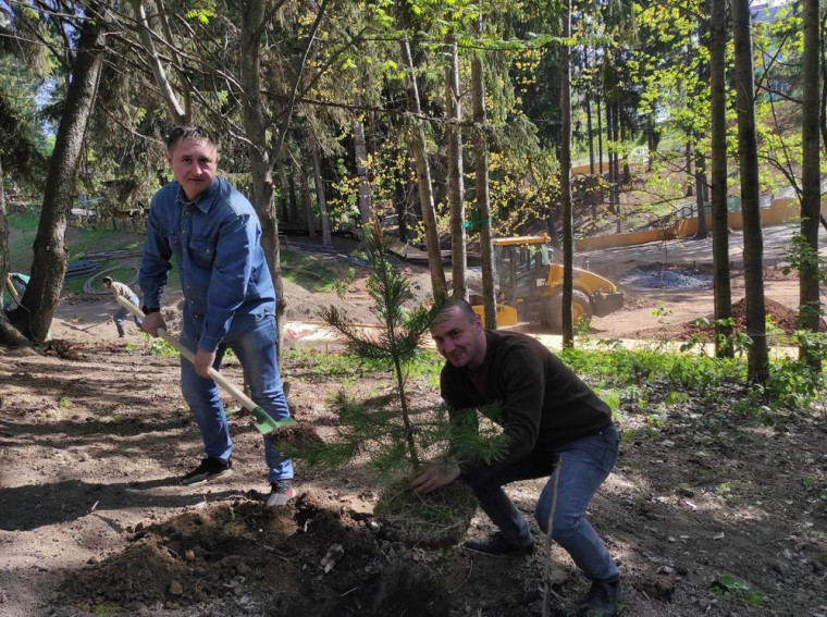 ​30 хвойных деревьев высадили жители микрорайона Берша в парке «Тишино».
